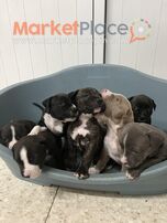 English Staffordshire bull terrier puppies