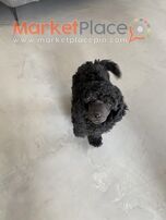 Poodle male with pedigree