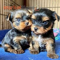 Yorkshire terrier