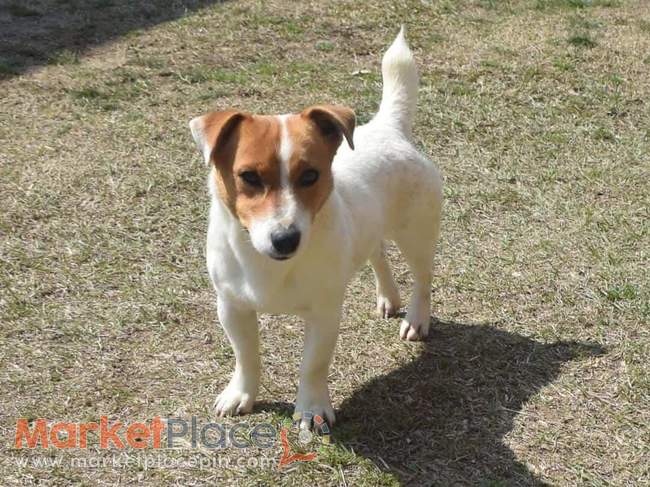 Shorty Jack Russell Terrier Puppies - Akanthou, Фамагуста
