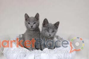 Adorable Russian Blue Kittens For Sale - Άρσος, Λεμεσός