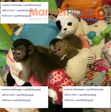 Welcoming Males And Females Capuchin Monkeys For Adoption - Λεμεσός, Λεμεσός