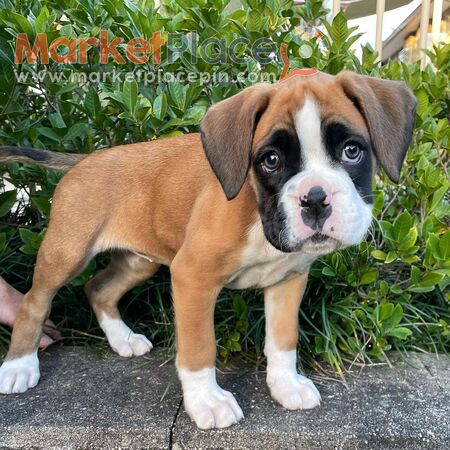 male and female Boxer puppies - Λευκωσία, Λευκωσία