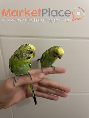 2 tamed male Budgies 2 month old δυο αρσερικα μερομενα budgie 2 μηνον - Δάλι, Λευκωσία
