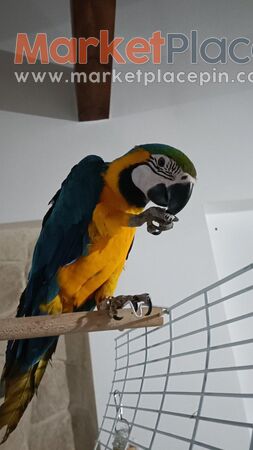 Πωλείται Blue and Yellow macaw 10 μηνών - Άγιος Δομέτιος, Λευκωσία