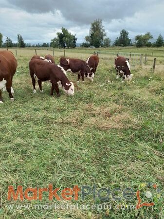 Hereford purebred weiner calves - 1.Λεμεσός, Λεμεσός
