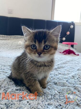 British Shorthair for sale - 2 girls - Λακατάμια, Λευκωσία