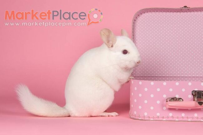 Chinchillas for sale in Cyprus, All colors - Λεμεσός, Λεμεσός