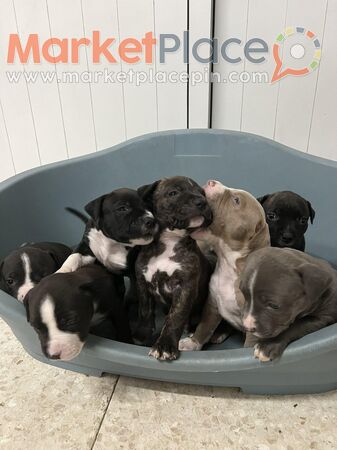 English Staffordshire bull terrier puppies - Λακατάμια, Λευκωσία