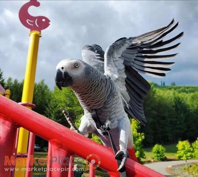 Africa grey parrot for sale - Agia, Никосия