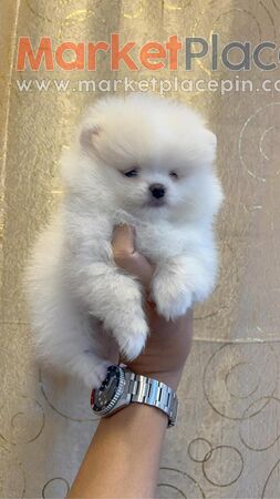 Available Teacup Pomeranian Puppies for sale - Agios Ioannis, Лимассол