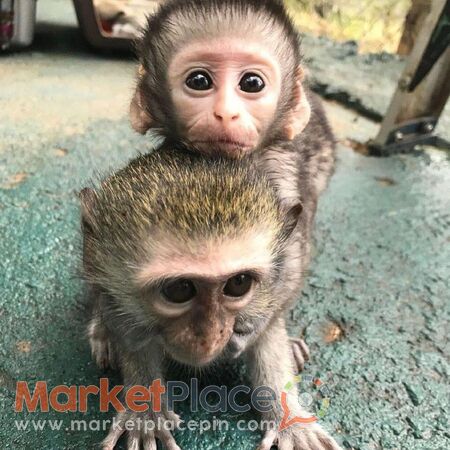 capuchin monkeys available for rehoming - Άγιος Ιωάννης, Λεμεσός