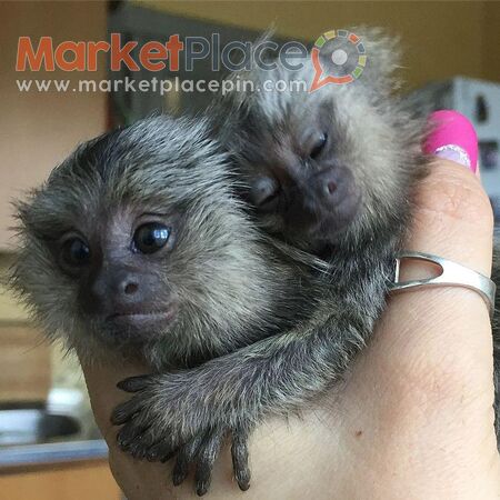 Hand Raised Marmoset Monkey for Sale - Agios Ioannis, Лимассол