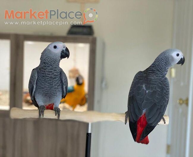 Talking African Grey Parrots for sale - Agios Ioannis, Лимассол
