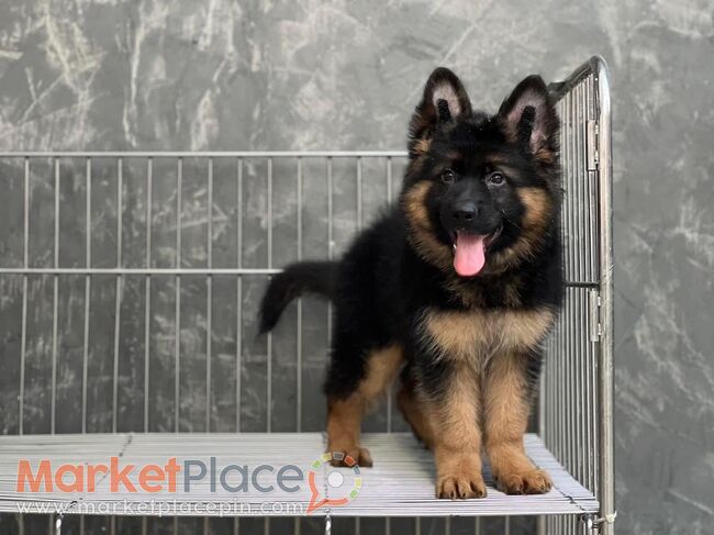 German Shepherd Puppies for sale - Agios Ioannis, Лимассол