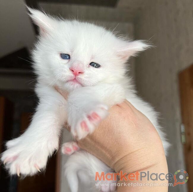 Maine Coon Kittens for sale - Άγιος Ιωάννης, Λεμεσός