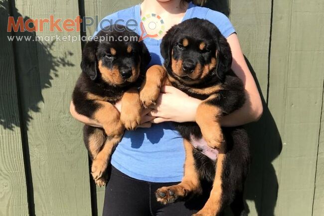 Rottweiler Puppies Available for sale - Agios Ioannis, Лимассол