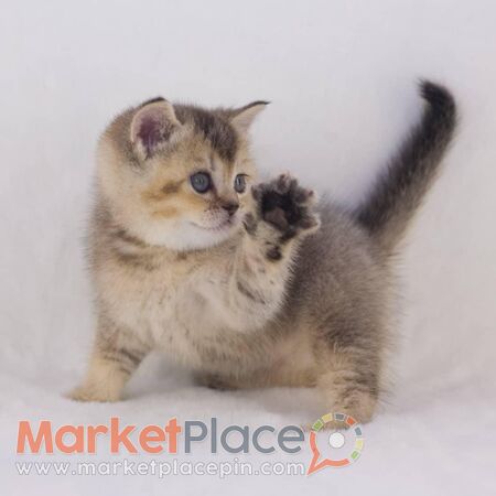 Scottish Fold Kittens for sale - Agios Ioannis, Лимассол