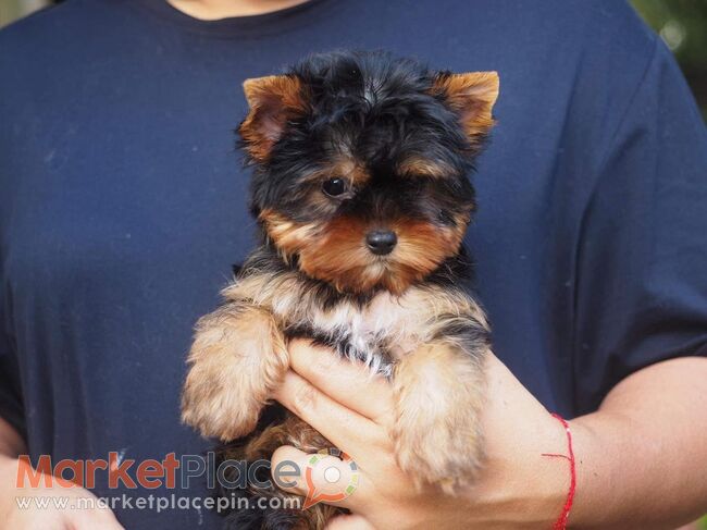 Yorkie Puppies for Sale - Agios Ioannis, Лимассол