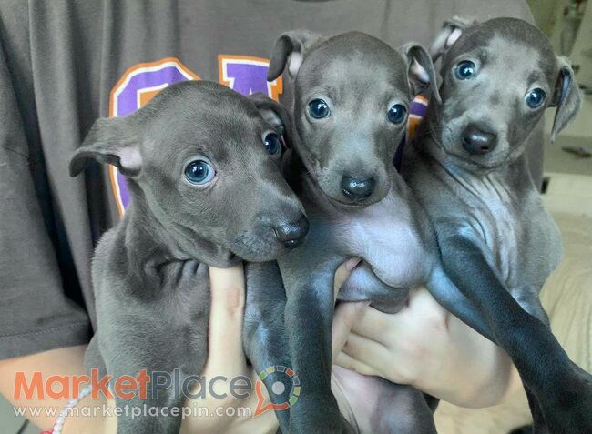 Italian Greyhound puppies - Άγιος Ιωάννης, Λεμεσός