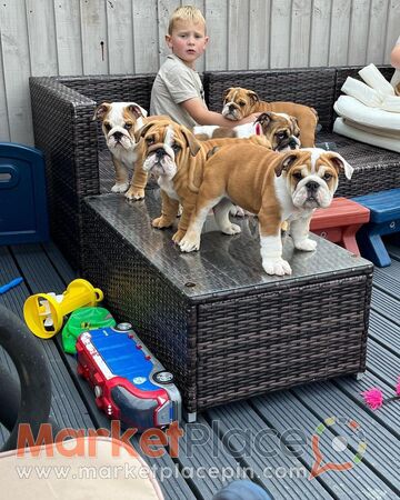 English Bulldog Puppies for Sale - Agios Ioannis, Лимассол