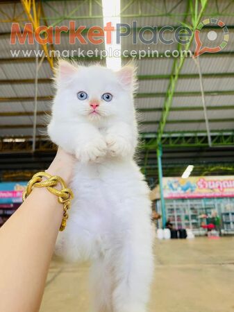 Persian kittens Available for Sale - Agios Ioannis, Лимассол