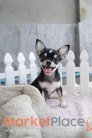 Chihuahua puppies for Sale - Άγιος Ιωάννης, Λεμεσός