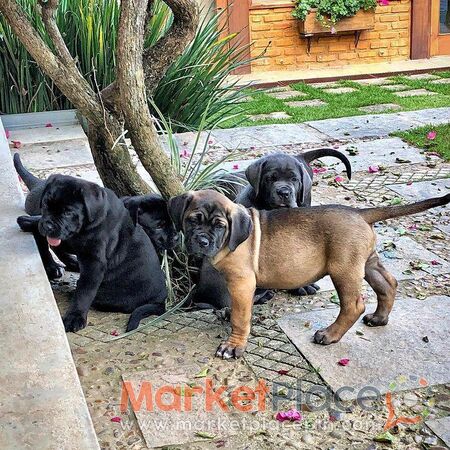 Cane Corso puppies for sale - Agios Ioannis, Лимассол