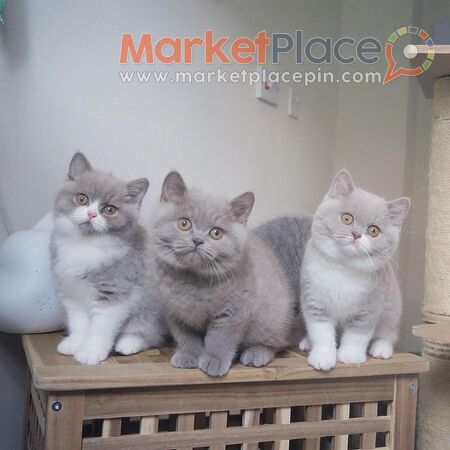 British shorthair kittens for Sale - Agios Ioannis, Лимассол