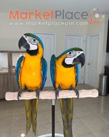 Blue and Gold Macaw Parrots For Sale - Agios Ioannis, Лимассол