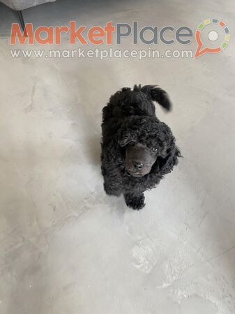 Poodle male with pedigree - Λακατάμια, Λευκωσία