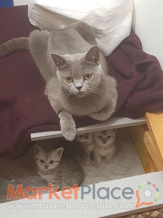 Pure-bred british shorthair kittens - Άγιος Δομέτιος, Λευκωσία