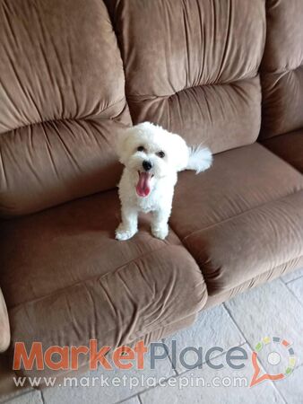 Maltese puppy 7 months old - Agios Dometios, Никосия