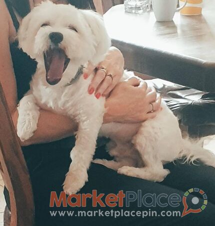 Maltese male puppy - Άγιος Δομέτιος, Λευκωσία