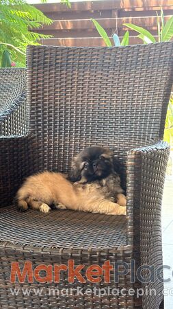 Pekingese friendly and clever puppy in a low price! - Kiti, Ларнака