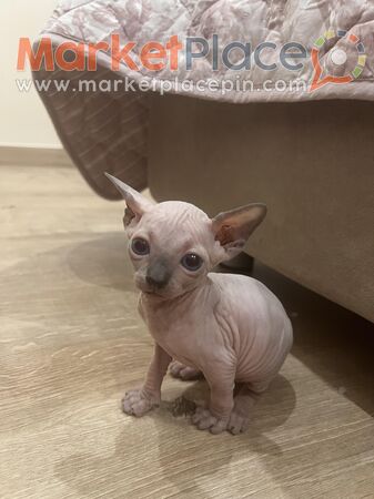 Sphynx little boy - Souni–Zanatzia, Limassol