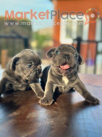 French Bulldog Blue Puppies - Parekklisia, Лимассол