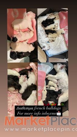 Διαθεσιμα French bulldogs  Inbox me - Empa, Пафос