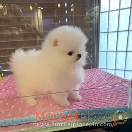 Pomeranian mini - Πάφος, Πάφος